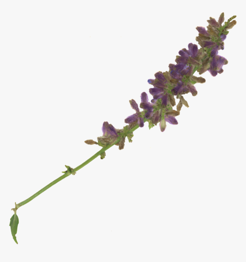 Image - Fernleaf Lavender, HD Png Download