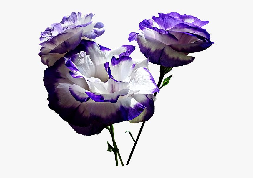 Carnation, HD Png Download