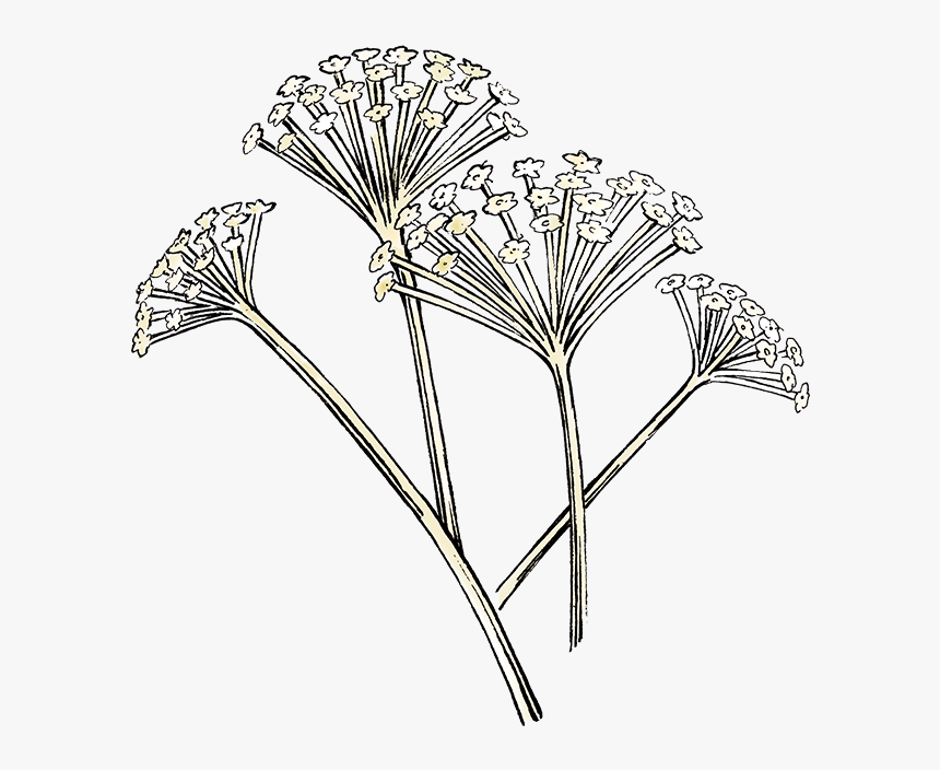 Darnleys Gin Botanicals Angelica - Line Art, HD Png Download