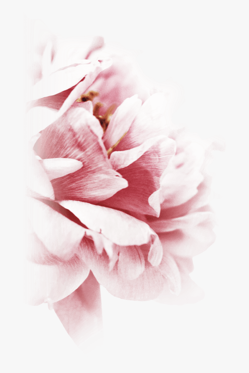 Peony, HD Png Download