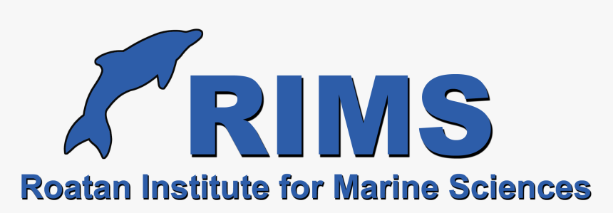 Transparent Outline Of Florida Png, Png Download