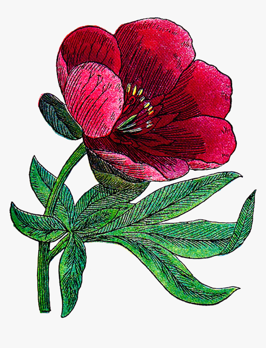 Transparent Chrysanthemum Clipart, HD Png Download