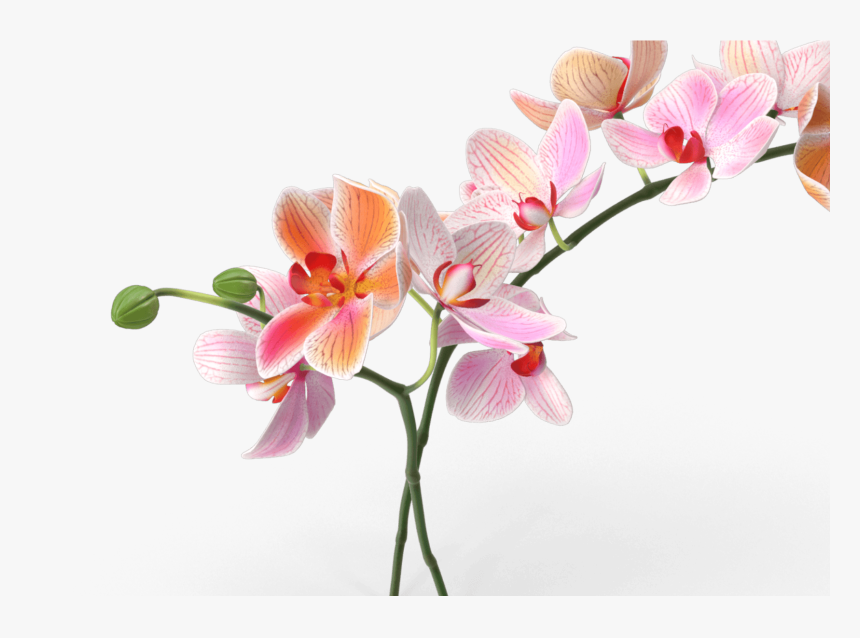 Peony Outline Png, Transparent Png