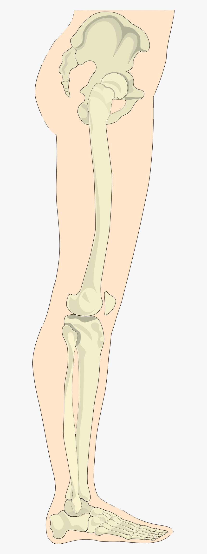 Bone, HD Png Download