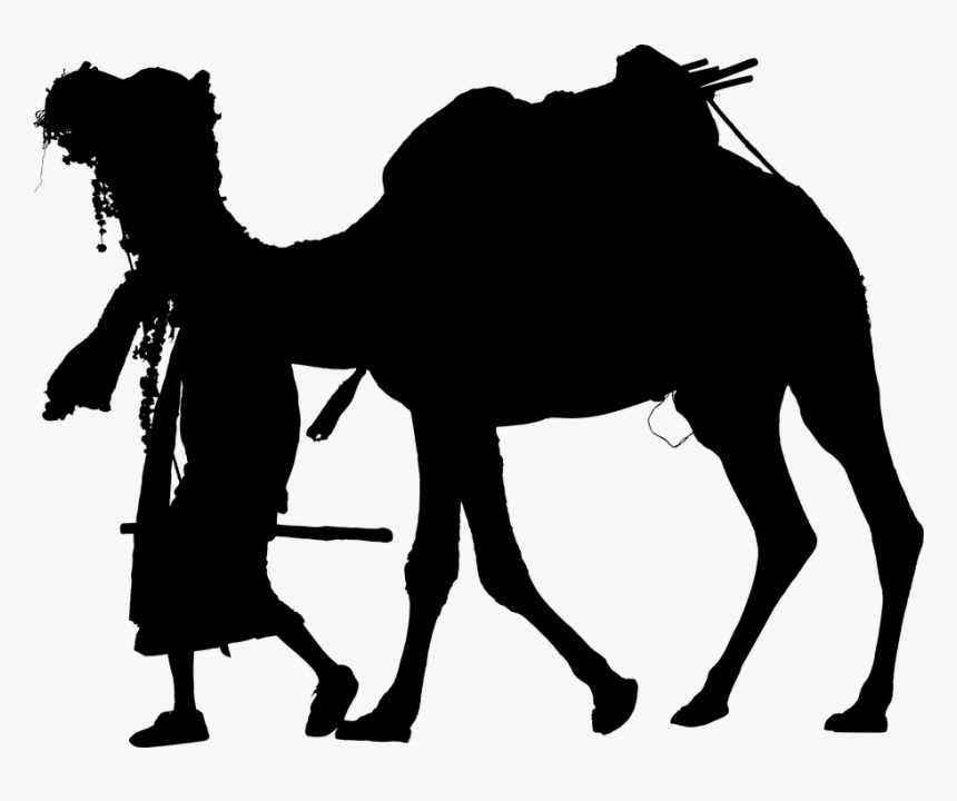 Arabian Camel, HD Png Download
