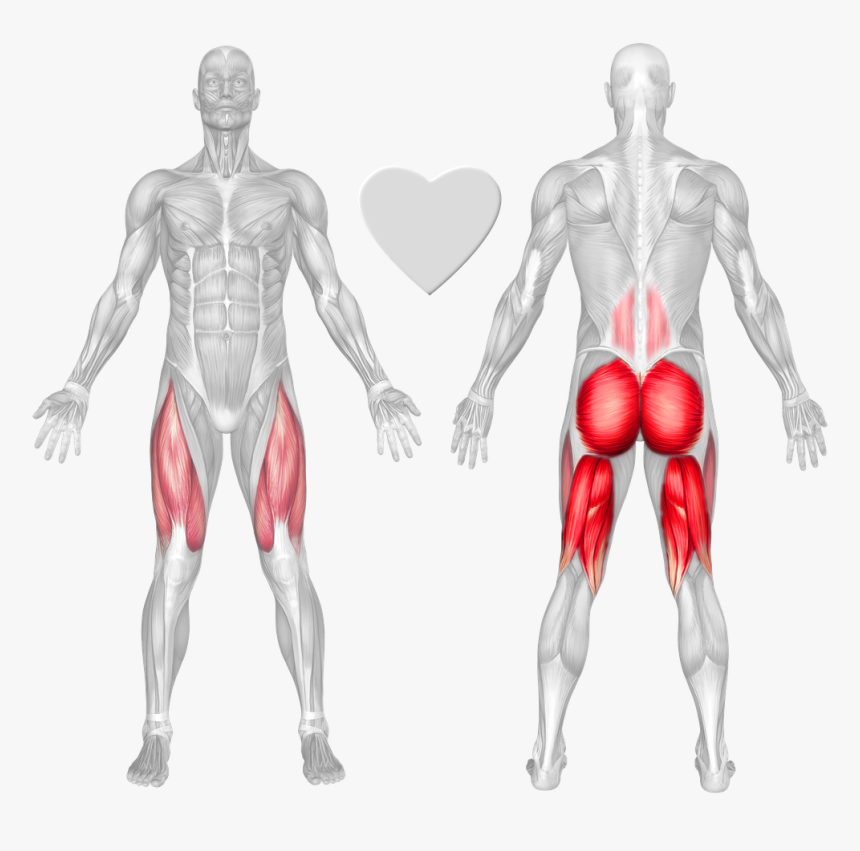 Anatomical Muscle Stretching Png, Transparent Png