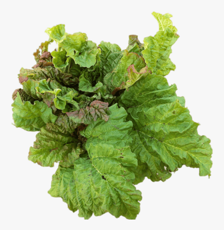 Rhubarb-leaves - Rhubarbe Png, Transparent Png