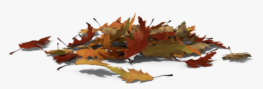 Maple, HD Png Download