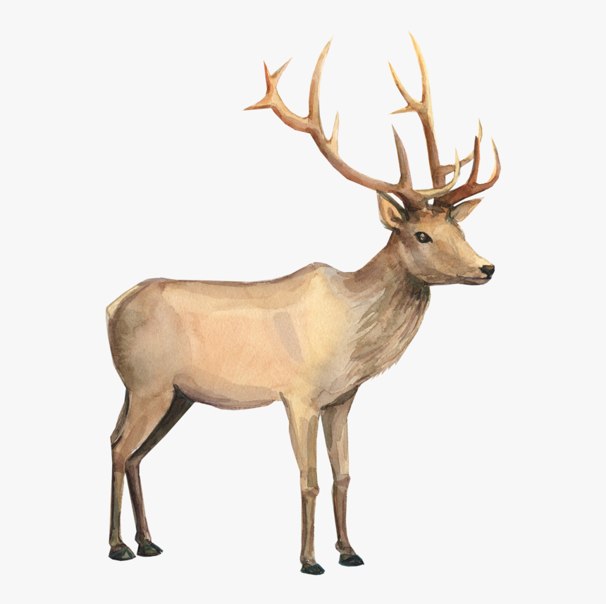 Reindeer Watercolor Painting Drawing - Reindeer Watercolor Clipart, HD Png Download