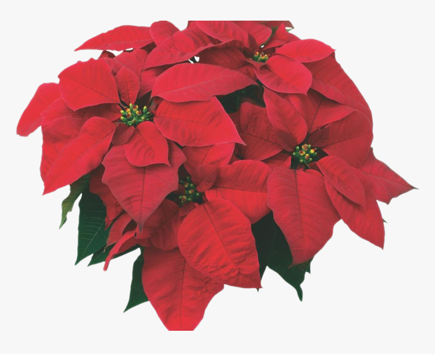 Fresh Poinsettias Png Image - Poinsettia, Transparent Png