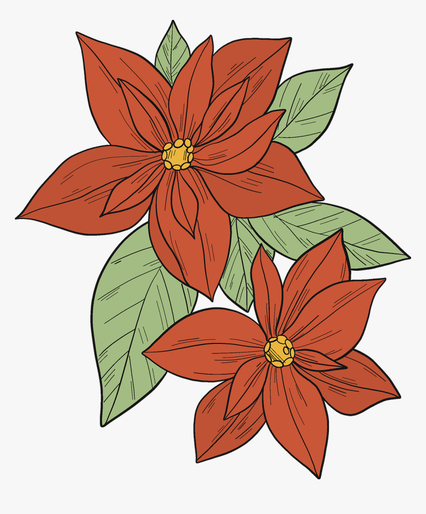 Poinsettia, HD Png Download
