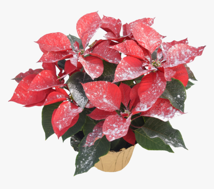 Poinsettia, HD Png Download
