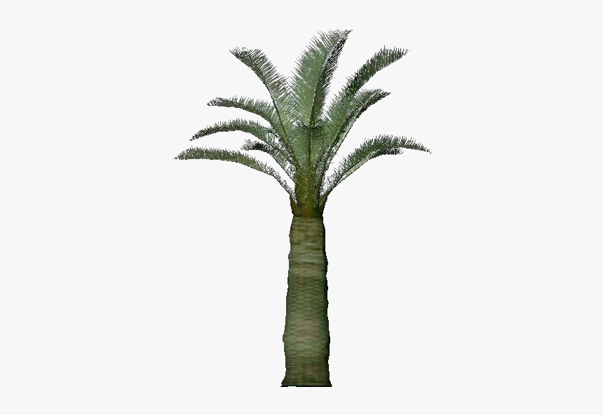 3d Trees - Jubaea Chilensis - Acca Software - Attalea Speciosa, HD Png Download