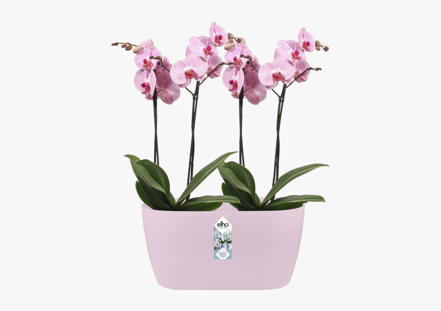 Orchid, HD Png Download