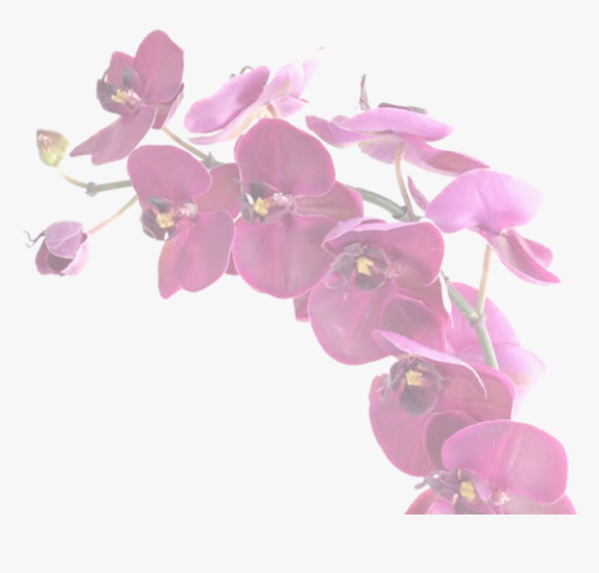 Your Only Purchasing One Vanilla Orchid - Artificial Flower, HD Png Download