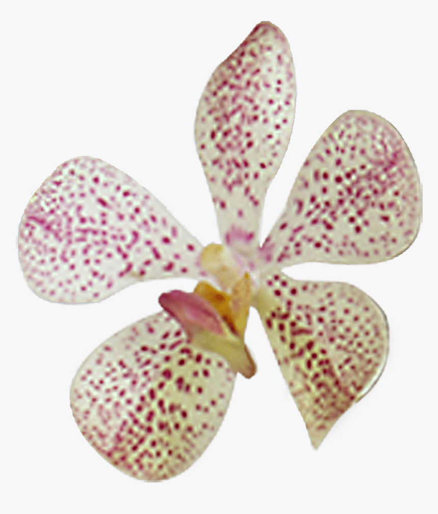 Pink Orchid Cheapest Flowers To Buy Online - Moth Orchid, HD Png Download
