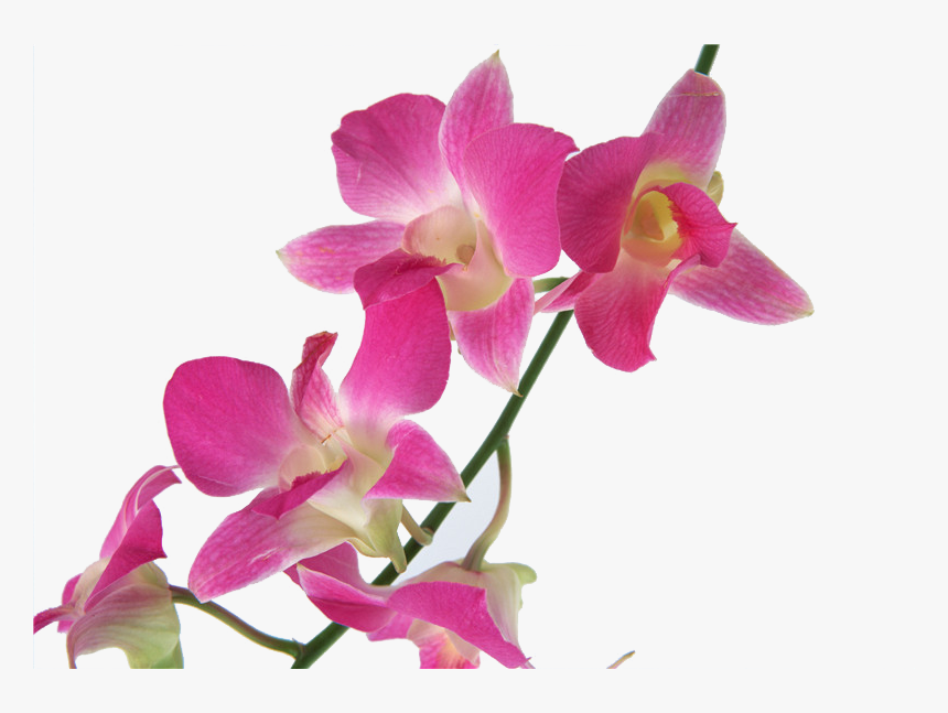 Thumb Image - Cooktown Orchids, HD Png Download