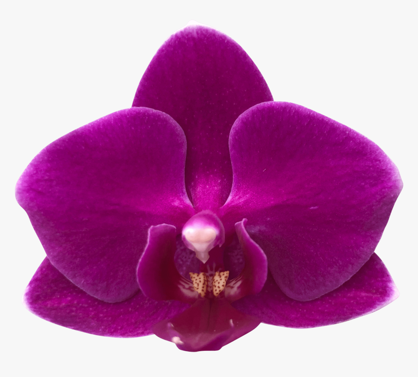 Moth Orchid, HD Png Download
