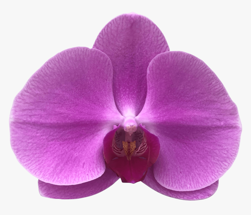 Phalaenopsis Sanderiana, HD Png Download