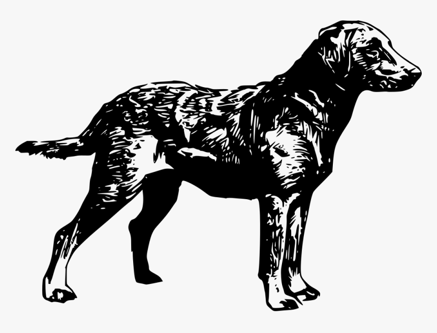 Chesapeake Bay Retriever Vector Art, HD Png Download