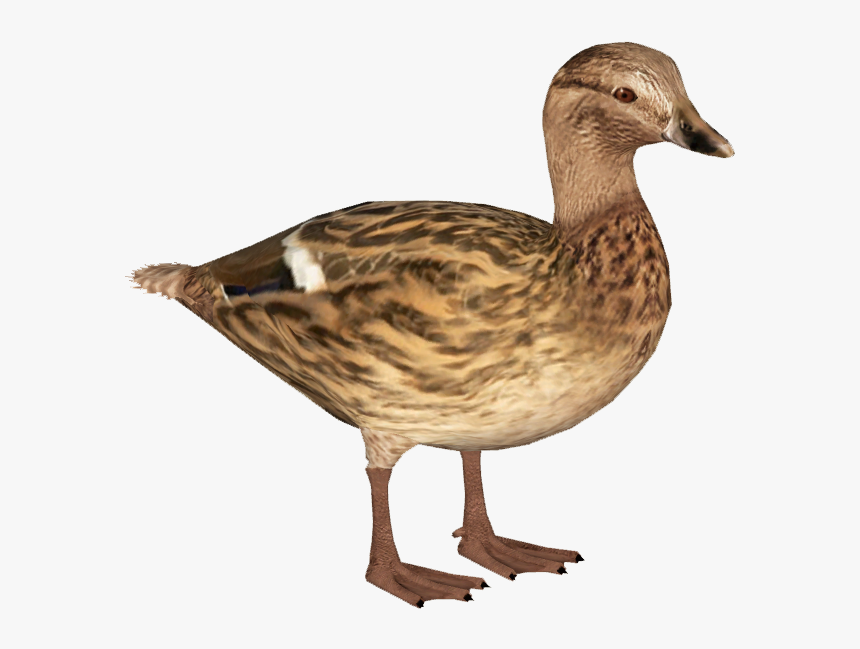 American Black Duck, HD Png Download