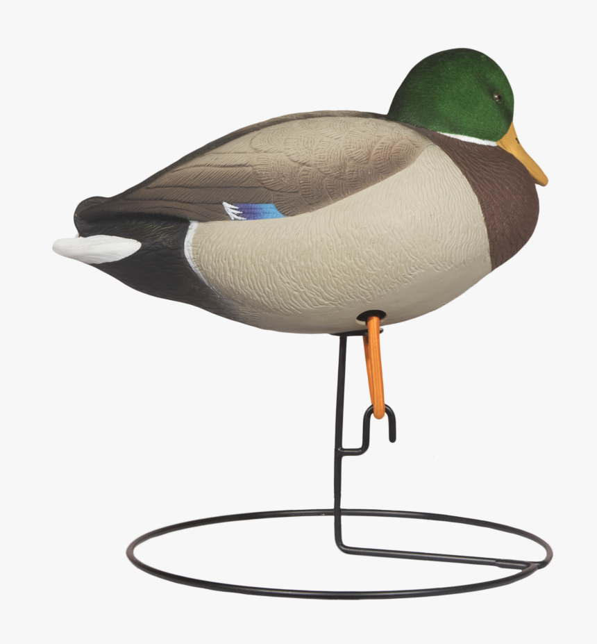 Head Rugged Full Body Mallard Rester Drake Right Side - Mallard, HD Png Download