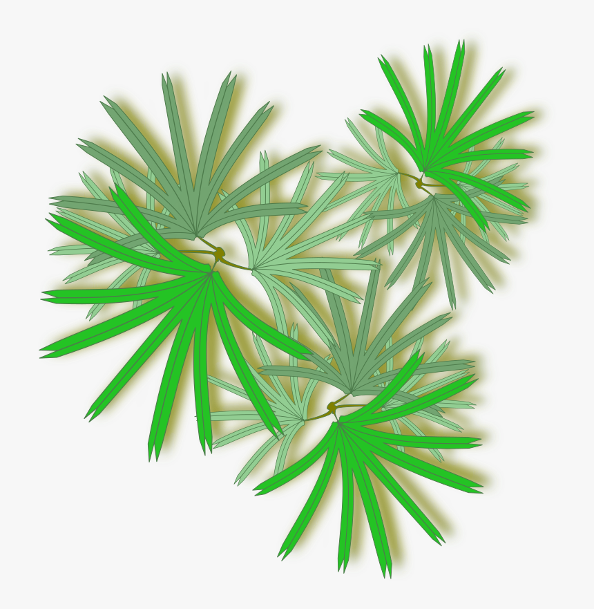 Palm Raphis - Raphis Palm Top View, HD Png Download