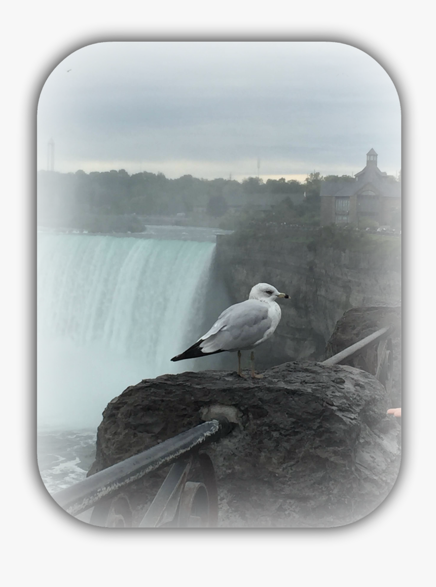 Great Black-backed Gull, HD Png Download