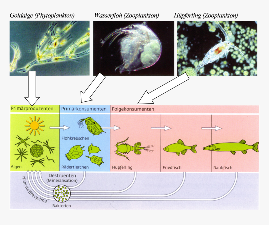 Download Build A Brand In 30 Days , Png Download - Frog, Transparent Png