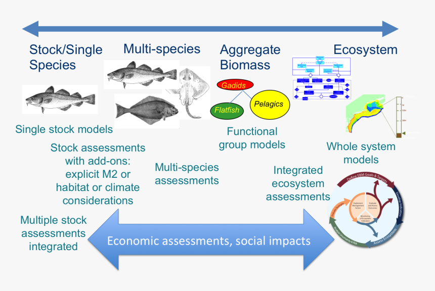 Fish, HD Png Download