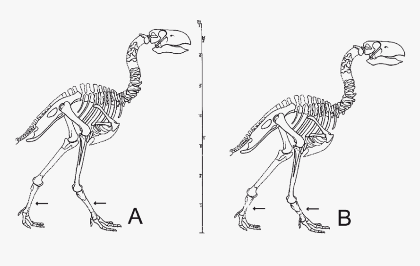 Gastornis Skeleton, HD Png Download