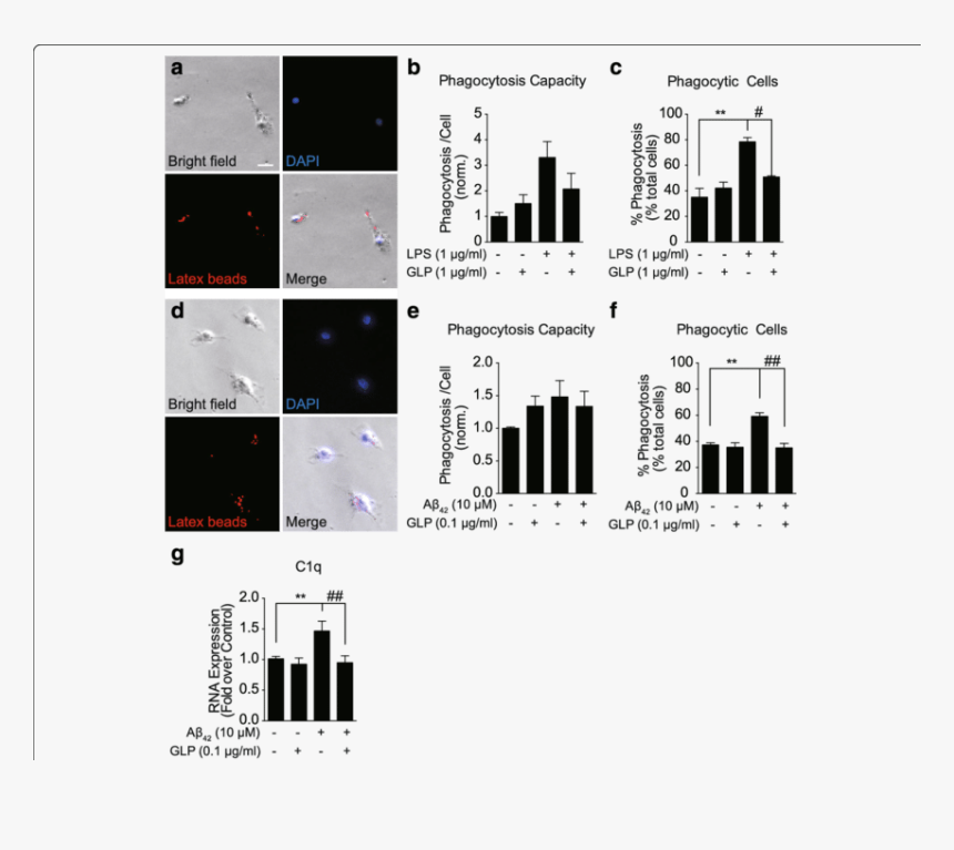 Diagram, HD Png Download
