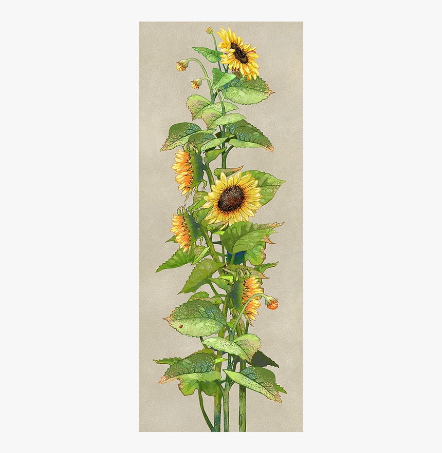 Sunflower, HD Png Download