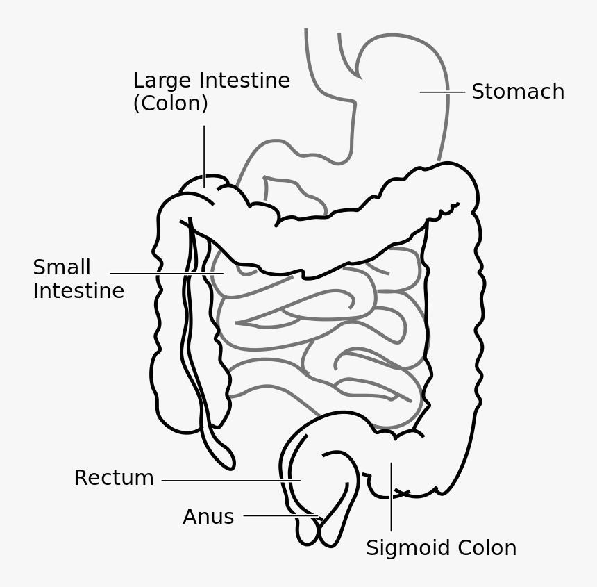 Large Intestine And Small Intestine Diagram , Png Download - Large Intestine In A Rat, Transparent Png