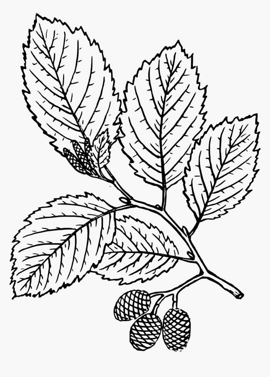 Red Alder Leaf Drawing, HD Png Download
