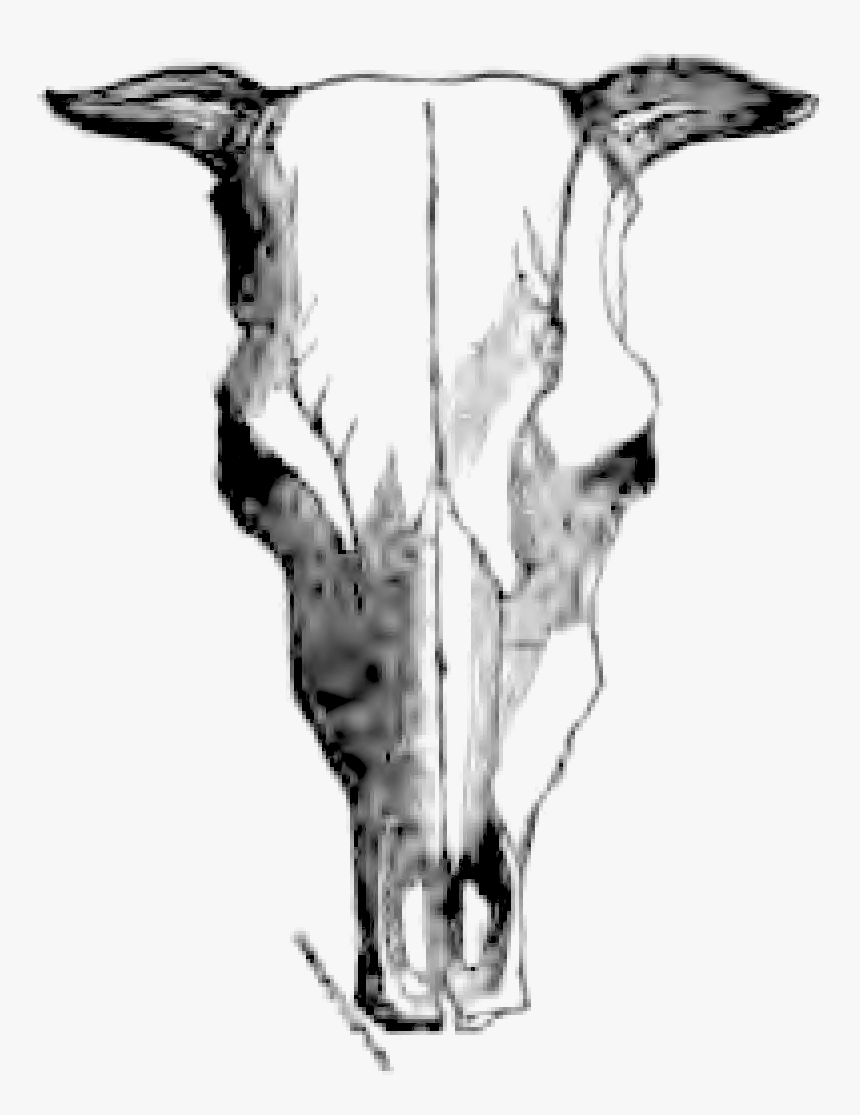 Natural History Review 0063a - Sketch, HD Png Download