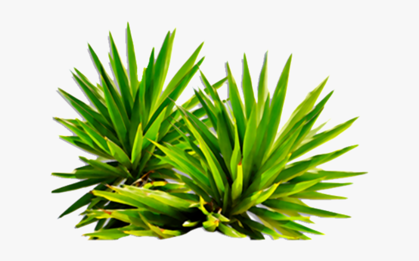 #plant #plants #leaf #leafs #leave #leavs #forest #green - Transparent Background Bush Png, Png Download