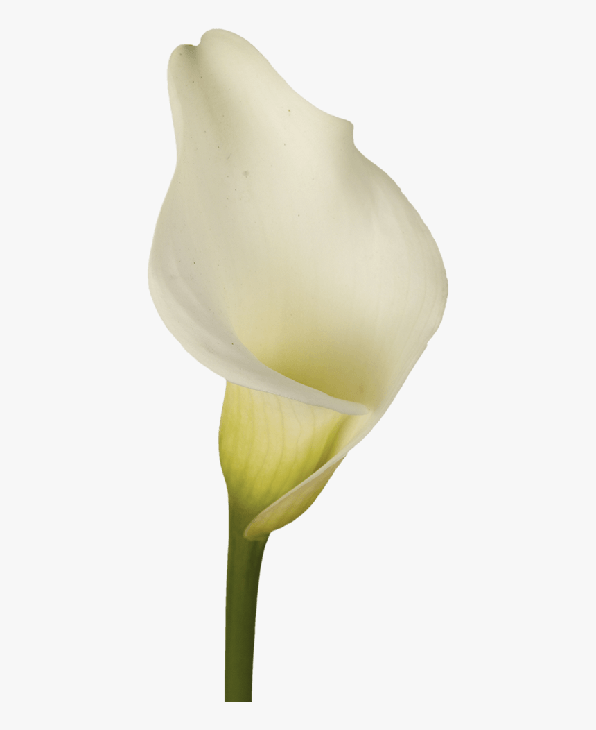 Arum, HD Png Download