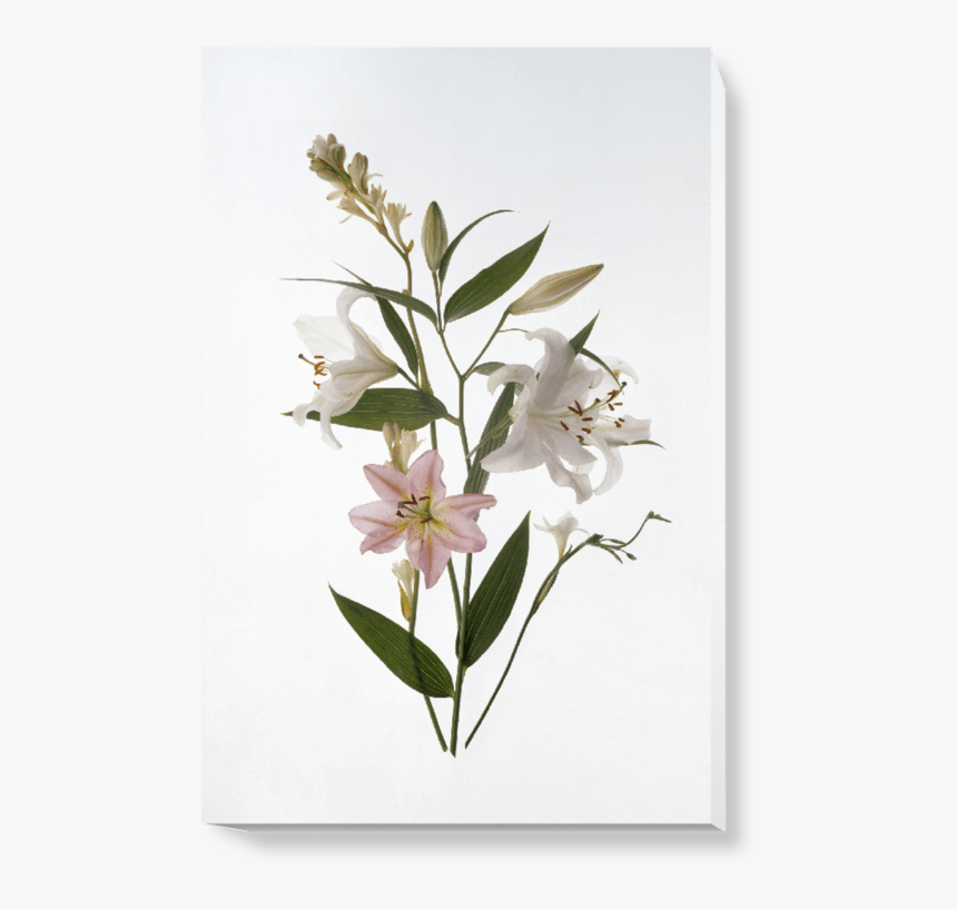 Oleander, HD Png Download