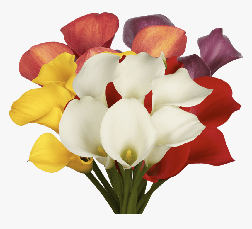 Fresh Assorted Color Calla Lilies - Giant White Arum Lily, HD Png Download