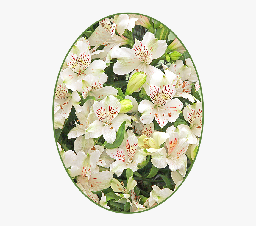 Peruvian Lily, HD Png Download