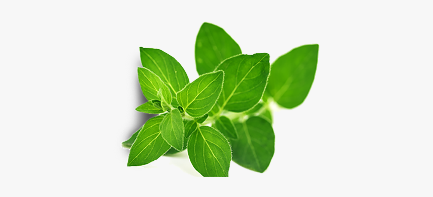 Tree, HD Png Download