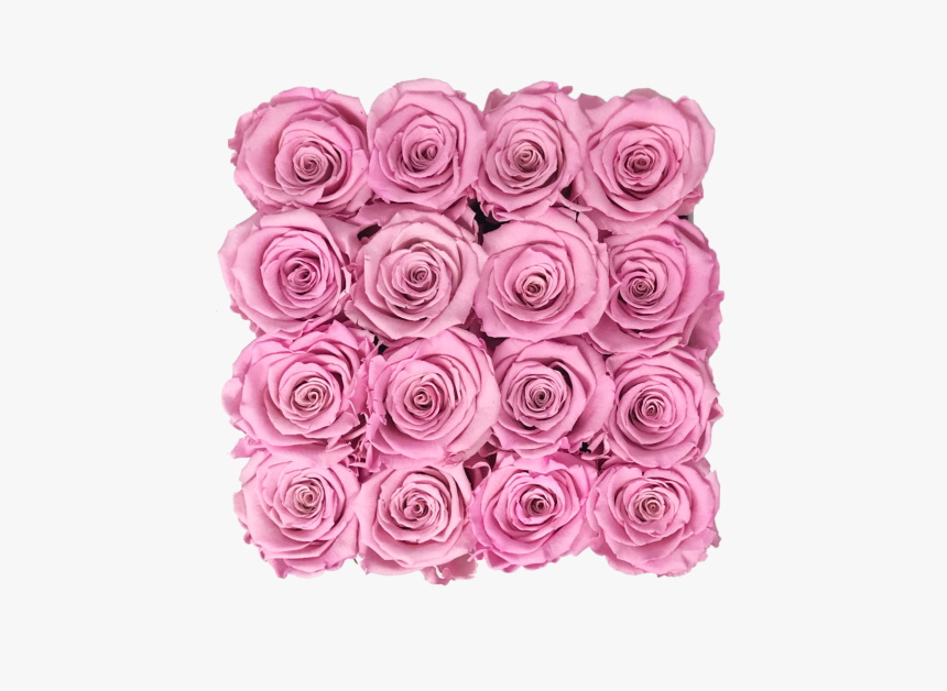 Garden Roses, HD Png Download