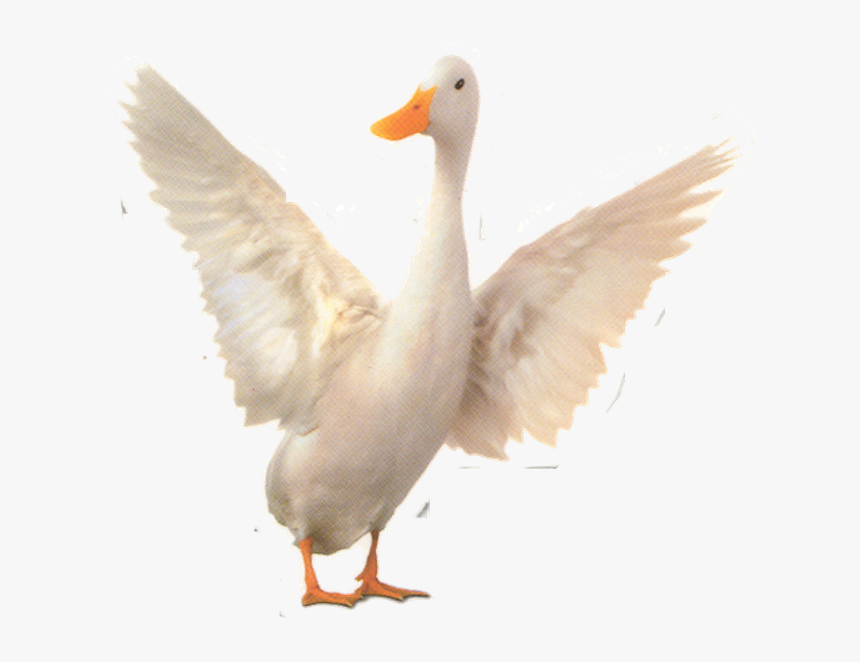 Babe Wiki - Duck, HD Png Download