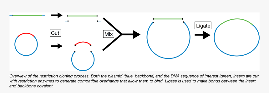 Alkaline Phosphatase Prevents Relegation, HD Png Download