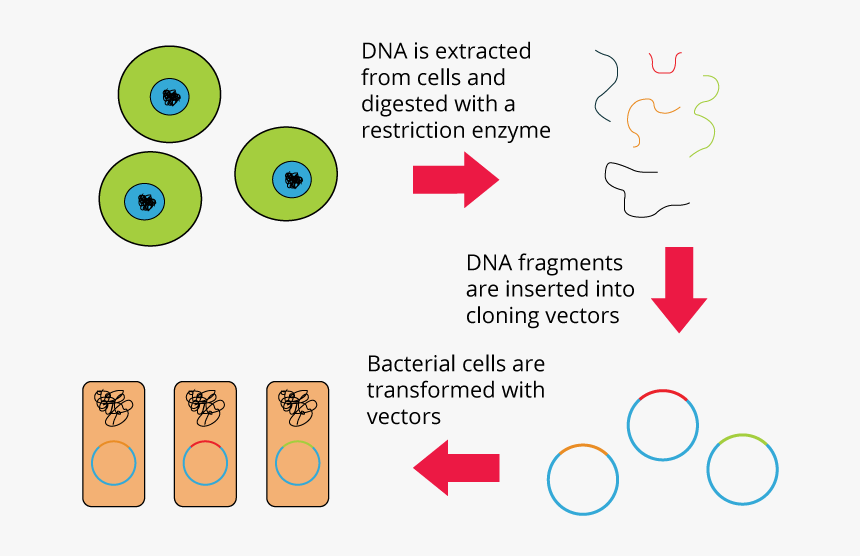 Genomic Library, HD Png Download