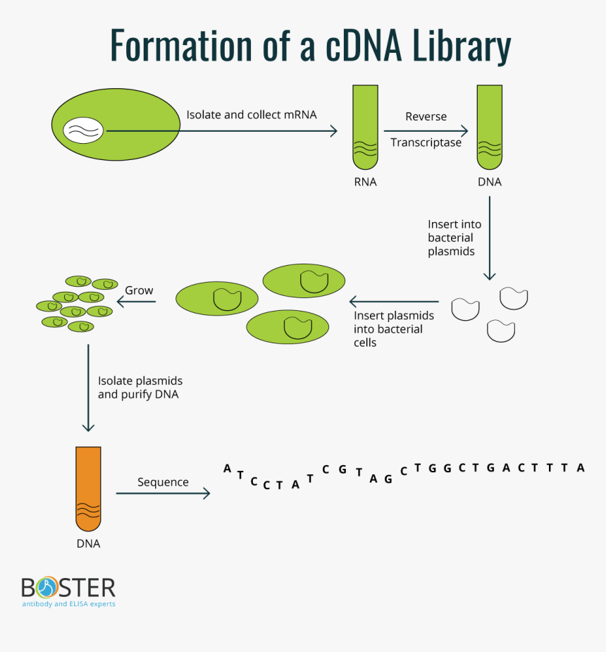 Diagram, HD Png Download