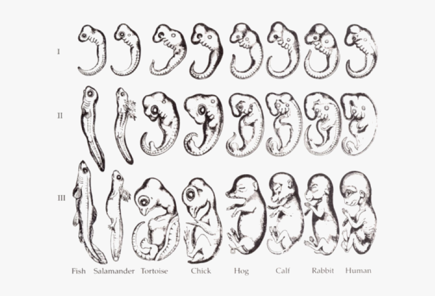 History Of Evolution, HD Png Download