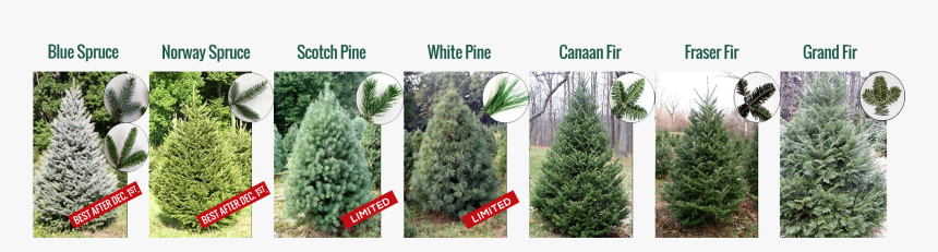 Christmas Trees - Mexican Pinyon, HD Png Download