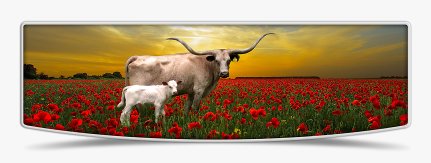 Lutt Longhorns Cows Banner Image - Tulip, HD Png Download